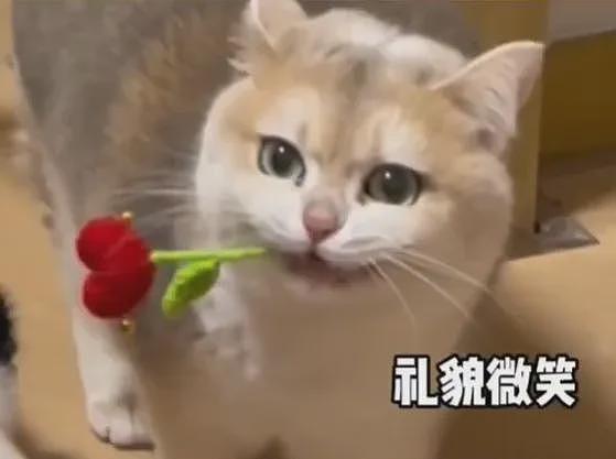 【宠物】主人发烧躺床上没吃饭，猫咪暖心叼来猫粮给主人吃，网友：真的在一只猫脸上看见了担心....（组图） - 22