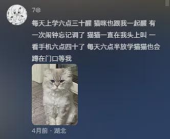 【宠物】主人发烧躺床上没吃饭，猫咪暖心叼来猫粮给主人吃，网友：真的在一只猫脸上看见了担心....（组图） - 25