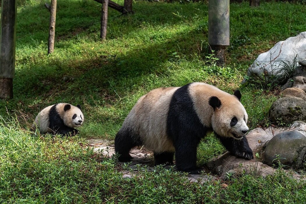 熊猫工厂：揭秘中国大熊猫保护计划（组图） - 10