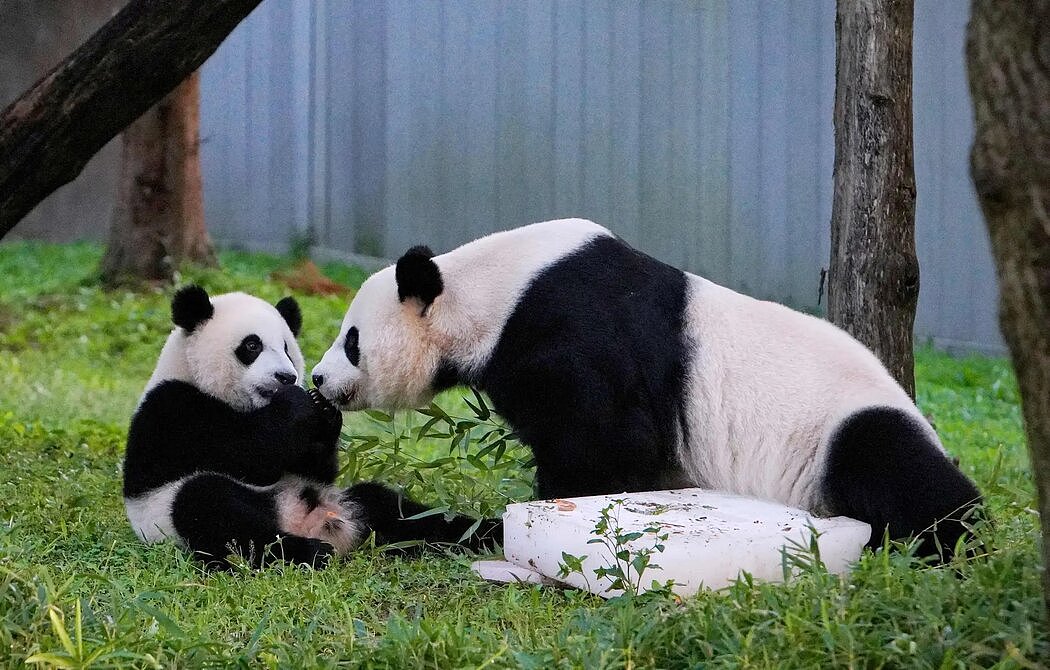 熊猫工厂：揭秘中国大熊猫保护计划（组图） - 18