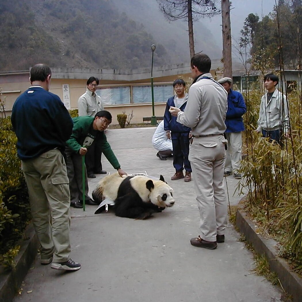 熊猫工厂：揭秘中国大熊猫保护计划（组图） - 9