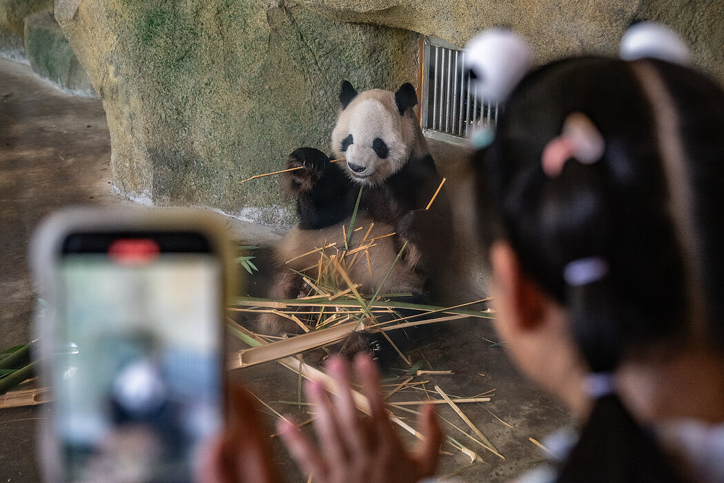 熊猫工厂：揭秘中国大熊猫保护计划（组图） - 1