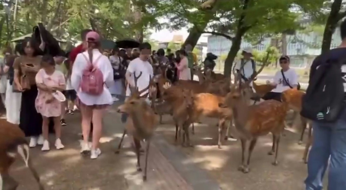 奈良鹿再爆伤人事件，内地女遭鹿角撞掉一块肉，急回国打破伤风（组图） - 7