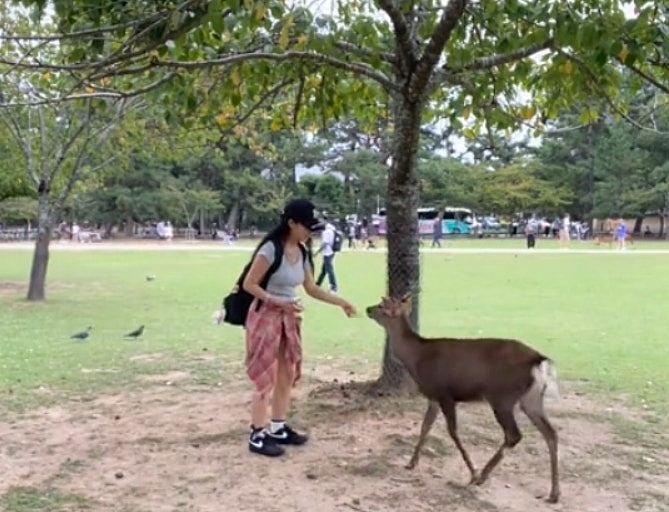 奈良鹿再爆伤人事件，内地女遭鹿角撞掉一块肉，急回国打破伤风（组图） - 3