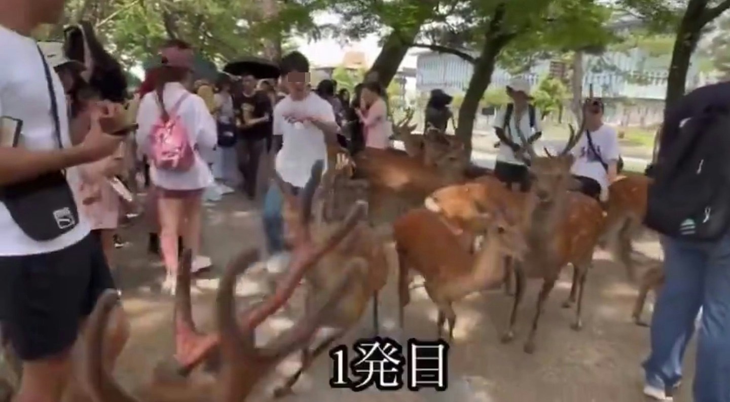 奈良鹿再爆伤人事件，内地女遭鹿角撞掉一块肉，急回国打破伤风（组图） - 9