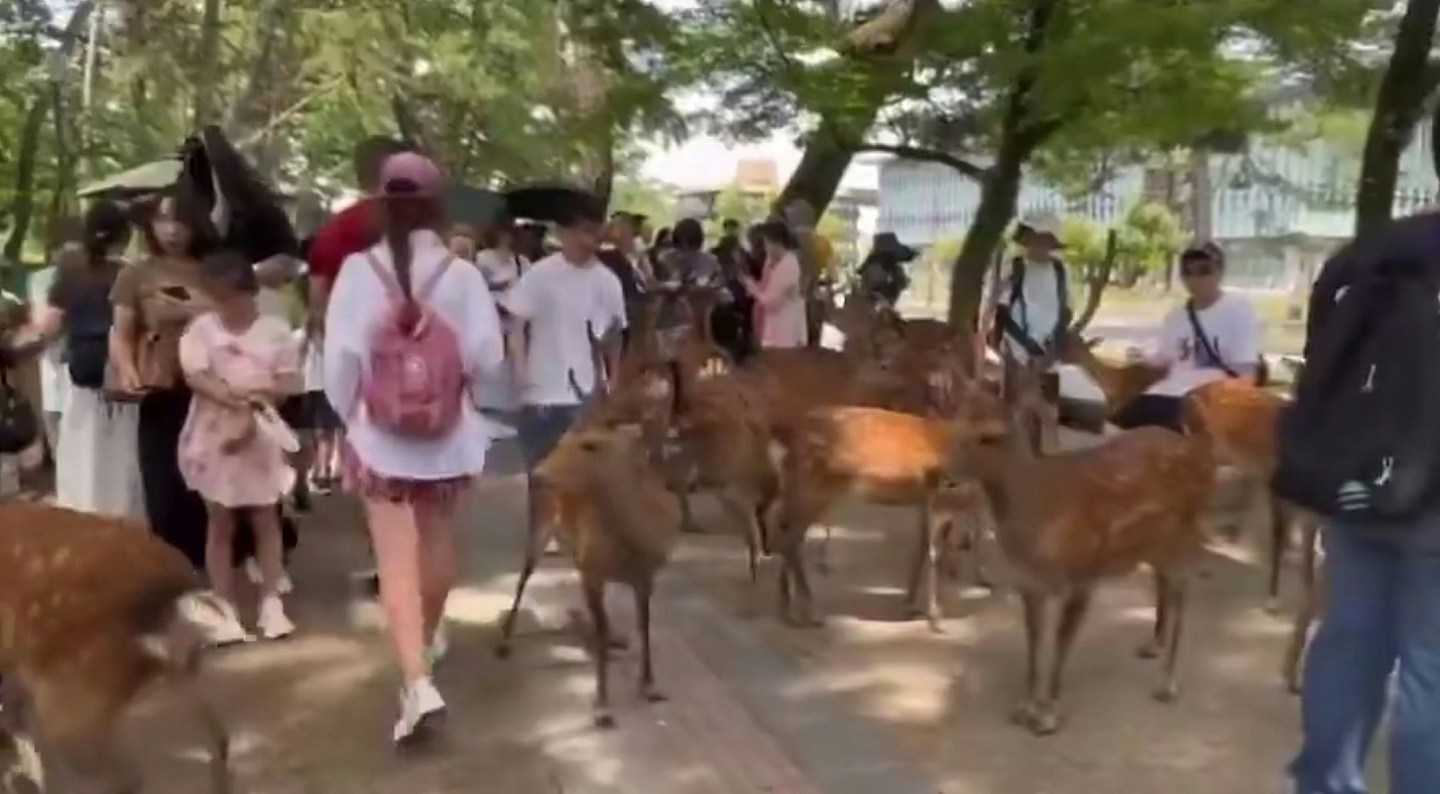 奈良鹿再爆伤人事件，内地女遭鹿角撞掉一块肉，急回国打破伤风（组图） - 6