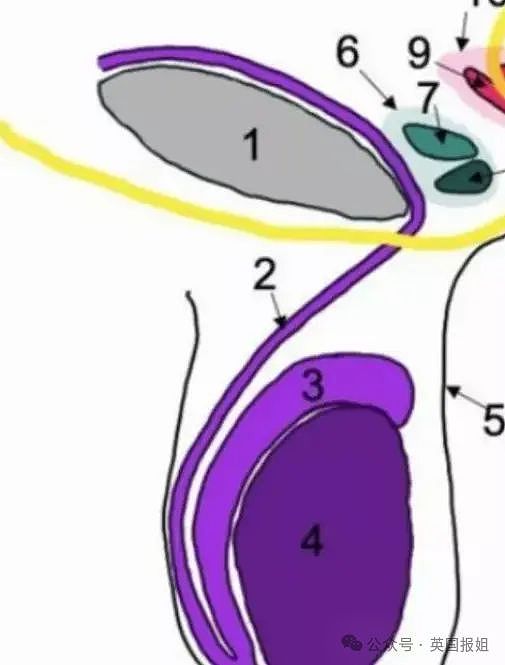 奇葩！权威报告：男子有三根丁丁？网友：画面太“美”不敢想（组图） - 17