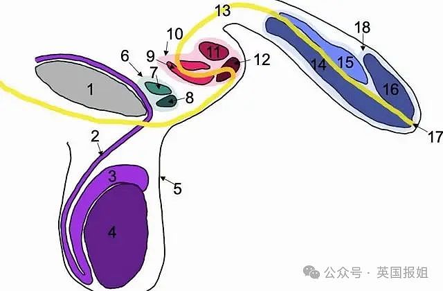 奇葩！权威报告：男子有三根丁丁？网友：画面太“美”不敢想（组图） - 16