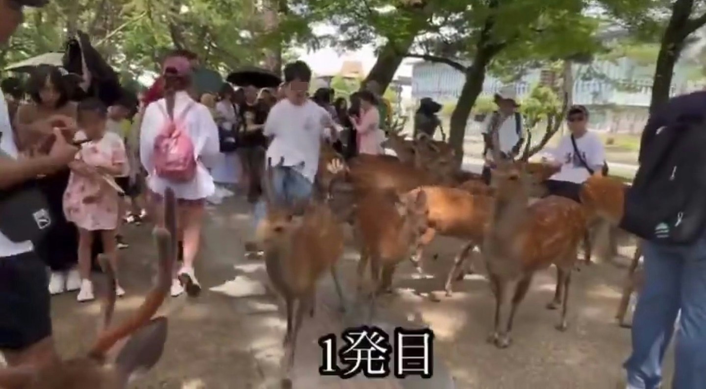 奈良鹿再爆伤人事件，内地女遭鹿角撞掉一块肉，急回国打破伤风（组图） - 8