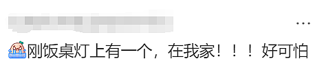 这两天，墨尔本东南区被这些玩意儿攻陷，大家快疯了（组图） - 33