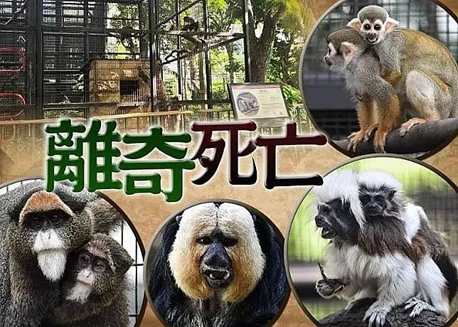 离奇！香港一周内11猴暴毙，怎么了？（组图） - 4