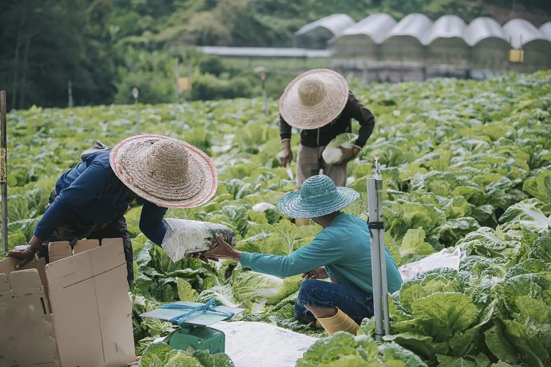 没有度假，只有打工！“贫穷华人女孩”靠澳洲WHV改命（组图） - 1