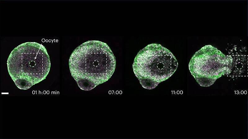 科学家拍下排卵瞬间！最新研究揭开生育奥秘（图） - 1