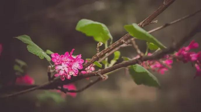 当场哭了！中国女子入境澳洲，为了一个苹果，花了1878澳元（组图） - 25