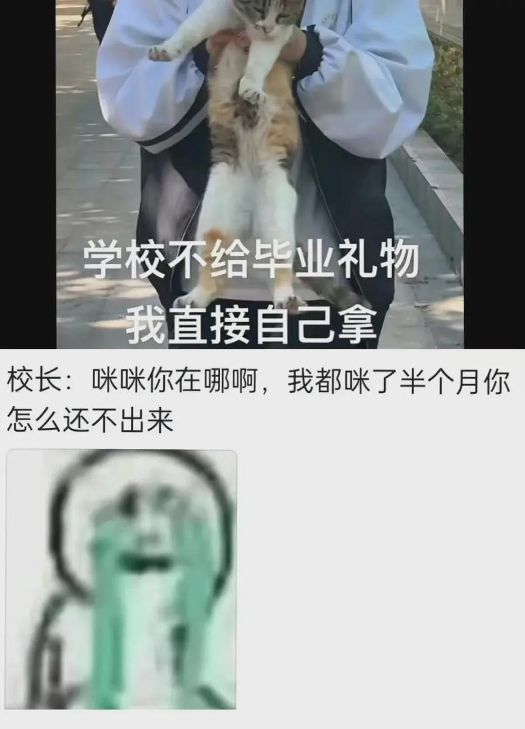 【宠物】女生捡到一只“绝美流浪猫”，隔天就被警察叔叔找上门？网友：这要搁咱村，被邻居蛐蛐死（组图） - 22