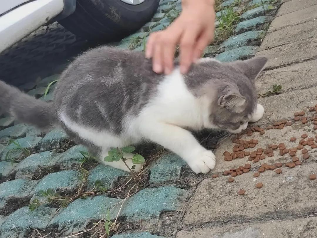 【宠物】女生捡到一只“绝美流浪猫”，隔天就被警察叔叔找上门？网友：这要搁咱村，被邻居蛐蛐死（组图） - 3