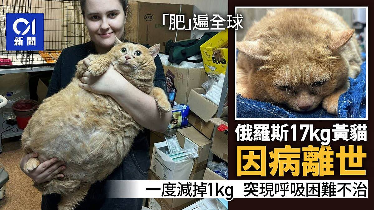 【宠物】俄罗斯17kg黄猫“肥遍全球”，一度轻微瘦身！最终因病离世（组图） - 1