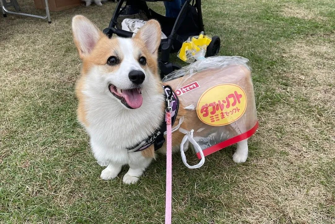 今年日本地味万圣节COS来了！要开脑洞又要接地气，这画风哈哈哈（组图） - 26