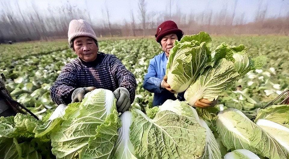 1棵白菜120，韩国政府欲进口控价，民众拒绝：饿死也不吃中国白菜（组图） - 13