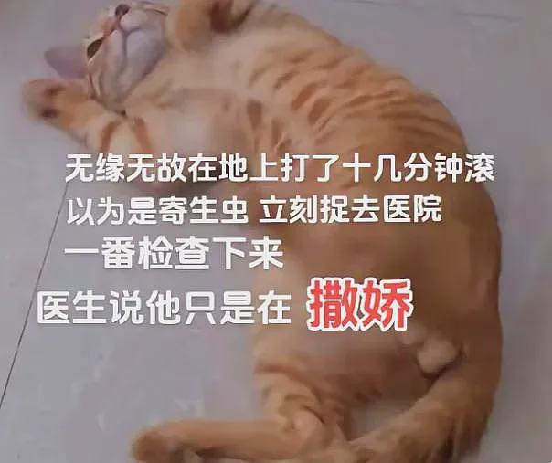 【宠物】橘猫疯狂打滚，主人害怕有虫送去医院，兽医回复笑死人...网友：抛媚眼给瞎子看（组图） - 1