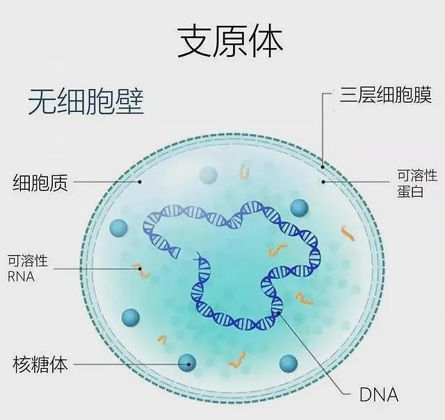 接诊量翻倍，医院爆满！浙江6岁小女孩，肺白了一大片…紧急提醒：目前没有疫苗（组图） - 9