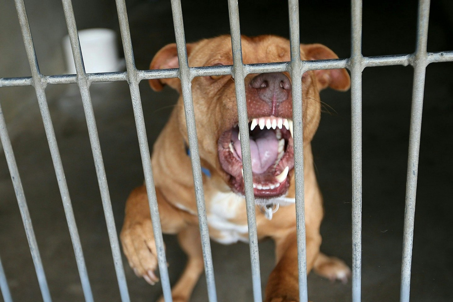 狗咬主人！澳洲比特犬突袭击女主人，右臂连肘咬断，警员开枪杀狗救人（组图） - 1