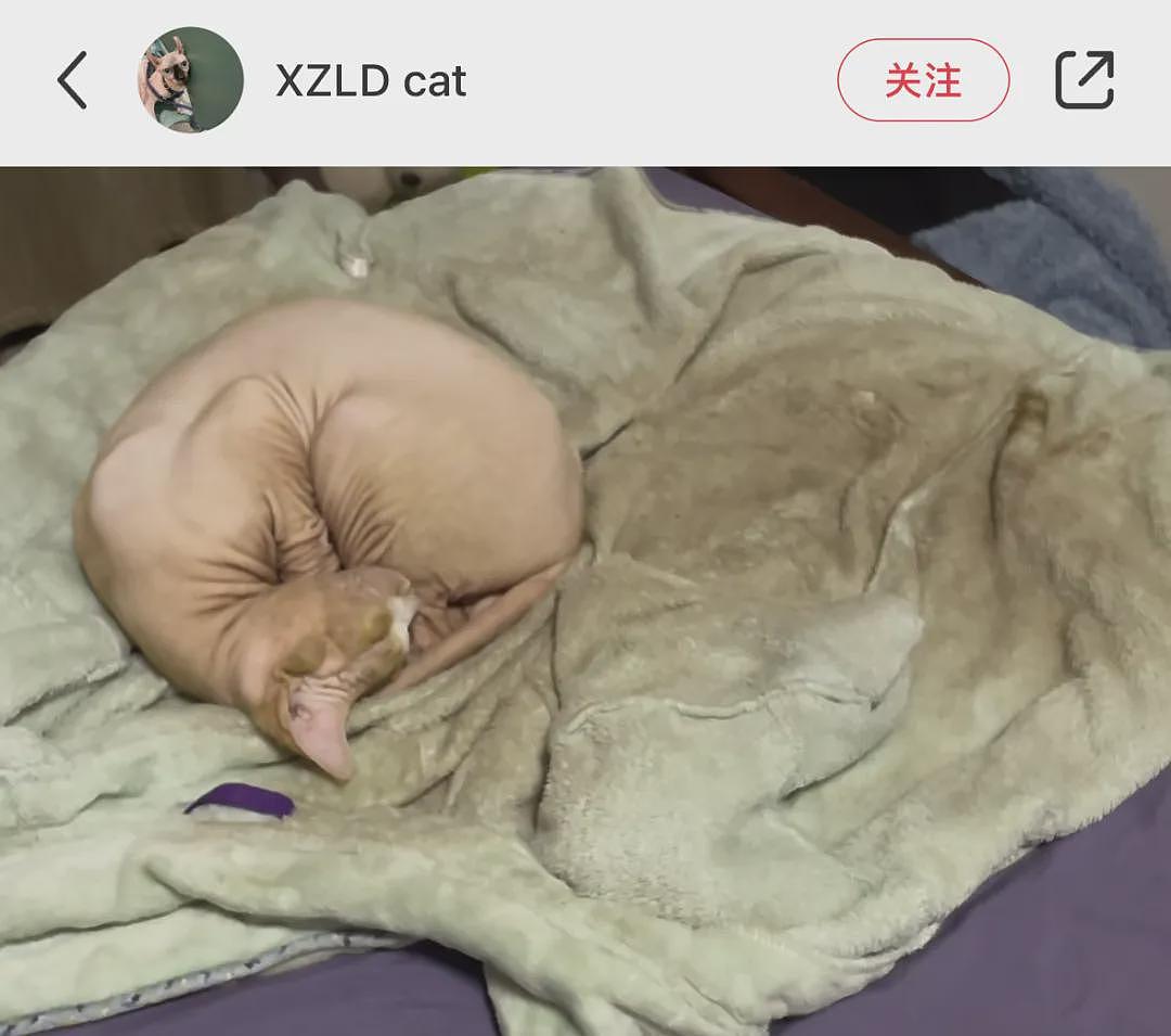 【宠物】主人晒出无毛猫一周出油量，太炸裂了，网友：居然比我家老公还油腻（组图） - 11