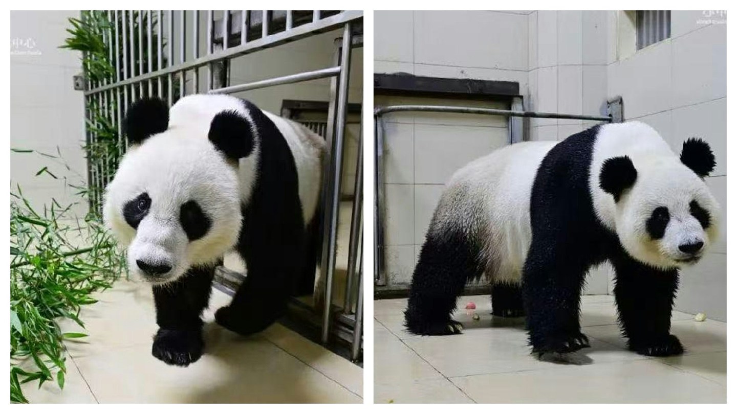 旅居澳洲大熊猫“网网”“福妮”返抵中国，落地成都隔离1个月（组图） - 1