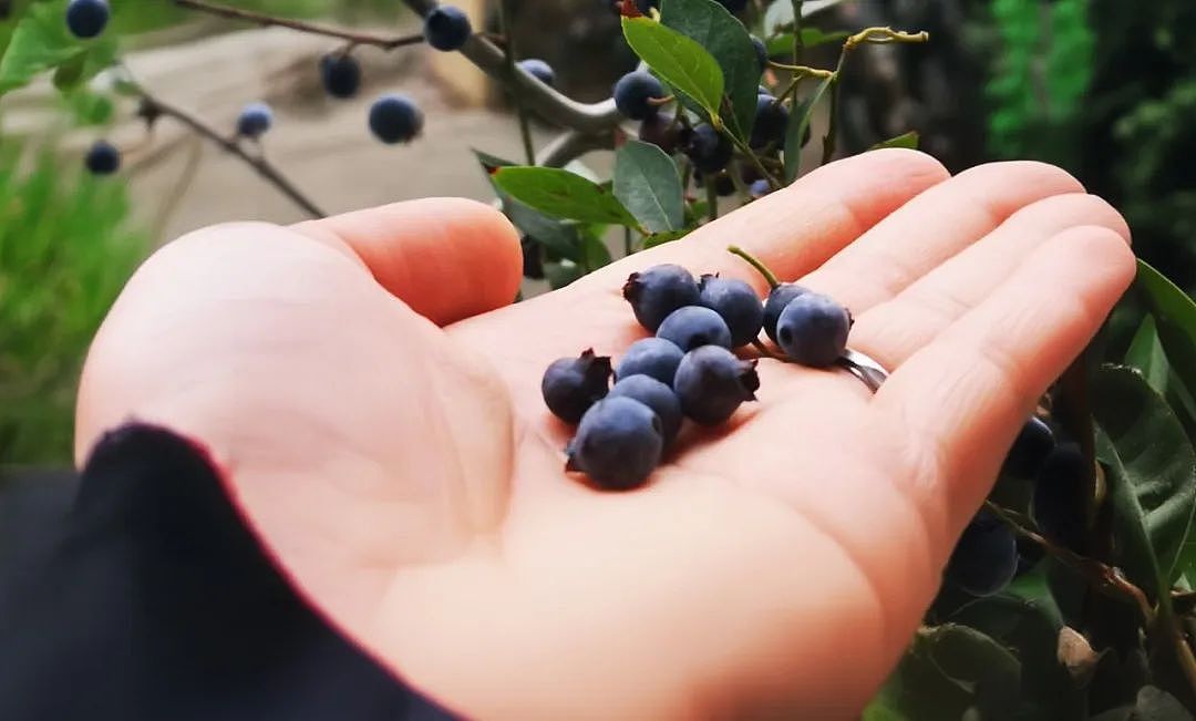 常吃这类食物的人赚到了！心、肝、大脑都受益，还帮助抗癌（组图） - 7