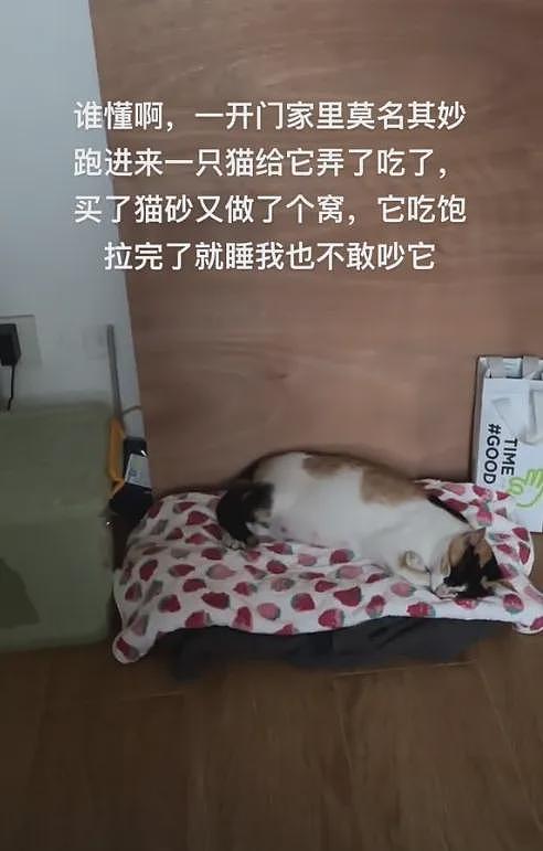 【宠物】男子狂搓腋窝给猫闻，猫的反应绝了，评论区网友疯狂整活，笑死人哈哈哈（组图） - 14