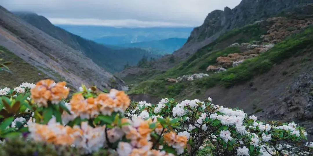 大学生深夜爬山还烧国家二级保护植物，录下全程视频我被文案恶心到了（视频/组图） - 8