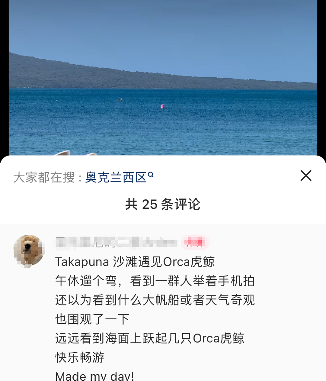 数千新西兰人涌进这个海滩！提着桶狂奔，华人：从没见过，很震撼！墨尔本海滩曾因此引发大众“狂欢”（组图） - 6