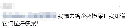 华人留学生发帖：为给企鹅织毛衣，经济学导师辞职了！一切都是澳洲发起的（组图） - 11