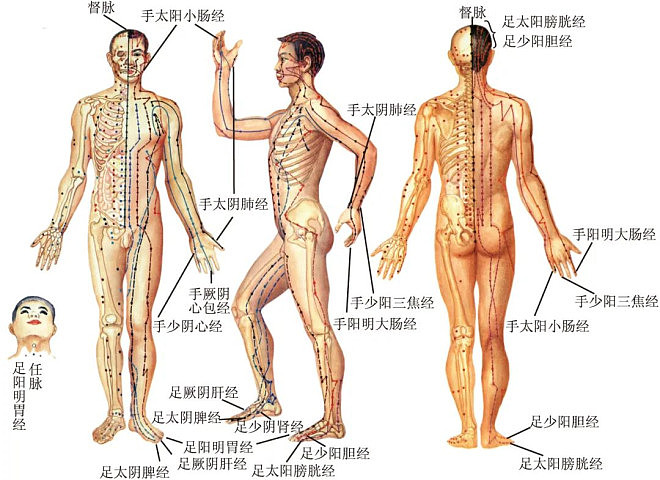 “朝鲜科学家经过多年研究，发现人体经络实质”（图） - 1