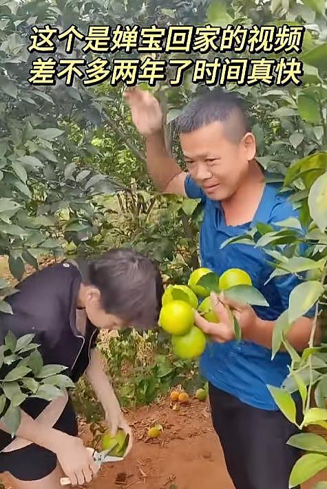 全红婵爸爸开红旗车运水果，果园生意越做越大，水果实现大丰收（组图） - 2