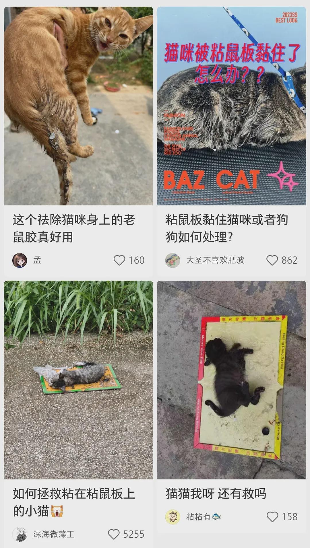 【宠物】小猫被大爷扔进盆里裹满面包粉，以为油炸虐猫，网友集体炸锅！结果…大爷：冤枉啊（组图） - 23