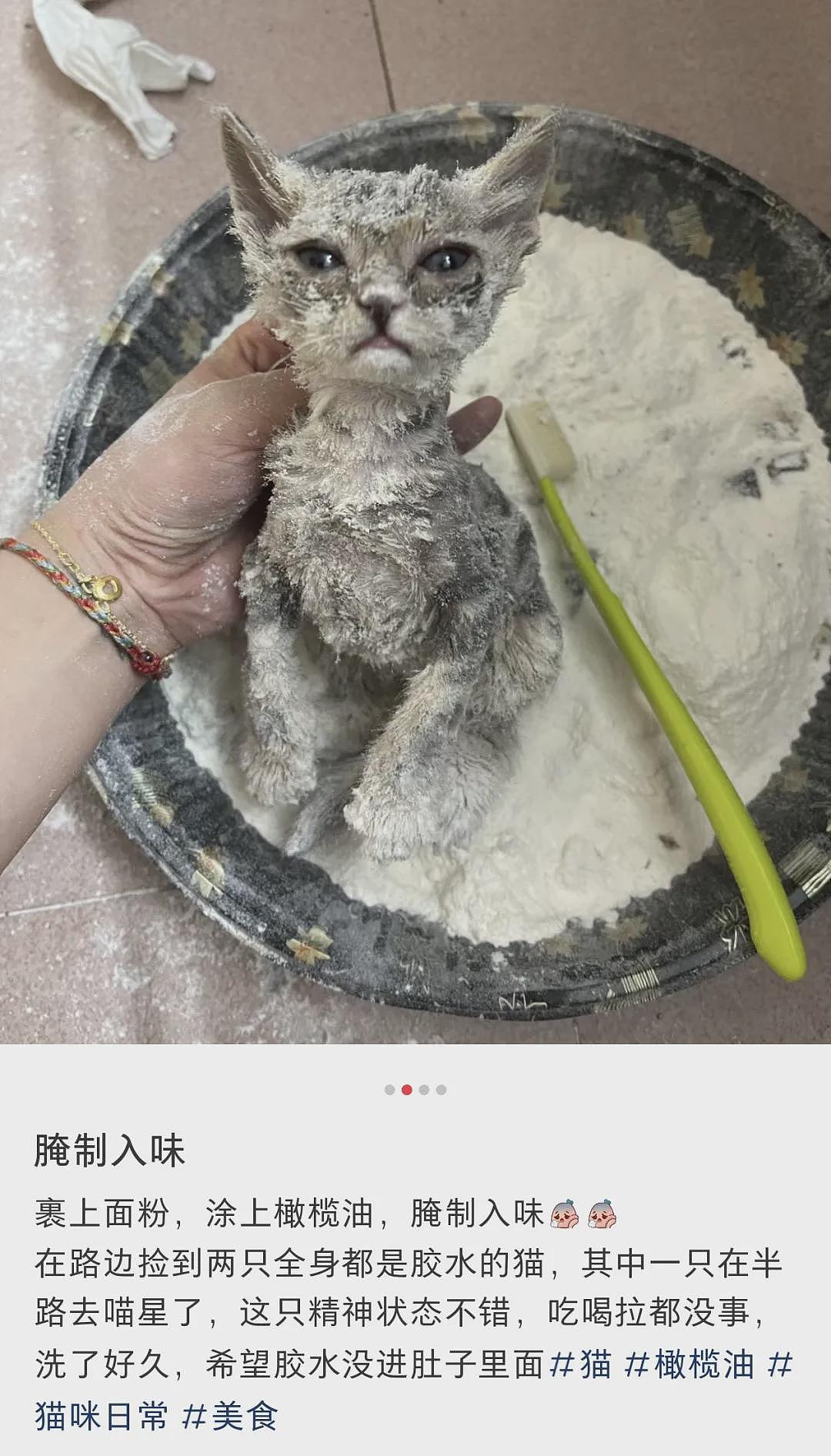 【宠物】小猫被大爷扔进盆里裹满面包粉，以为油炸虐猫，网友集体炸锅！结果…大爷：冤枉啊（组图） - 25