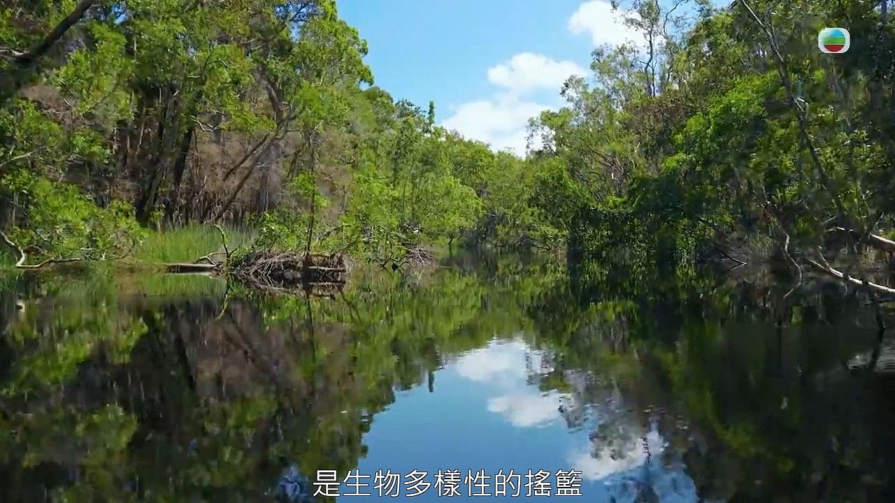 余文乐潜入澳洲大堡礁深海拯救珊瑚！自揭卖掉所有名车：一架都不剩（组图） - 16