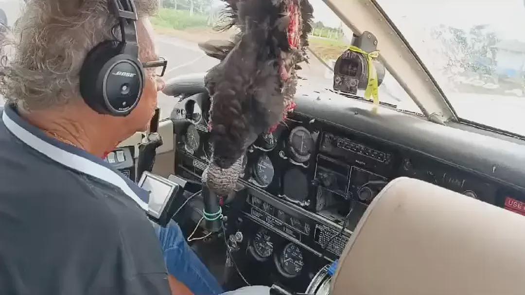 秃鹰半空撞碎飞机前窗，风呼呼灌入机舱，乘客哀叹“今天命要交代了“（组图） - 3