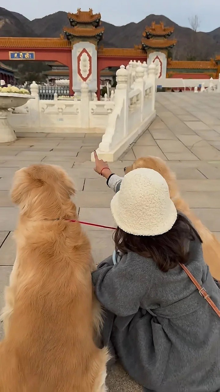 港星周海媚离世一周年墓园成花海，两爱犬墓园团聚眼神哀伤（组图） - 8