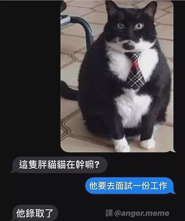 【宠物】男子第一次拜访女友家，给猫也带了礼物，全网点赞，猫：我同意这门亲事（组图） - 25