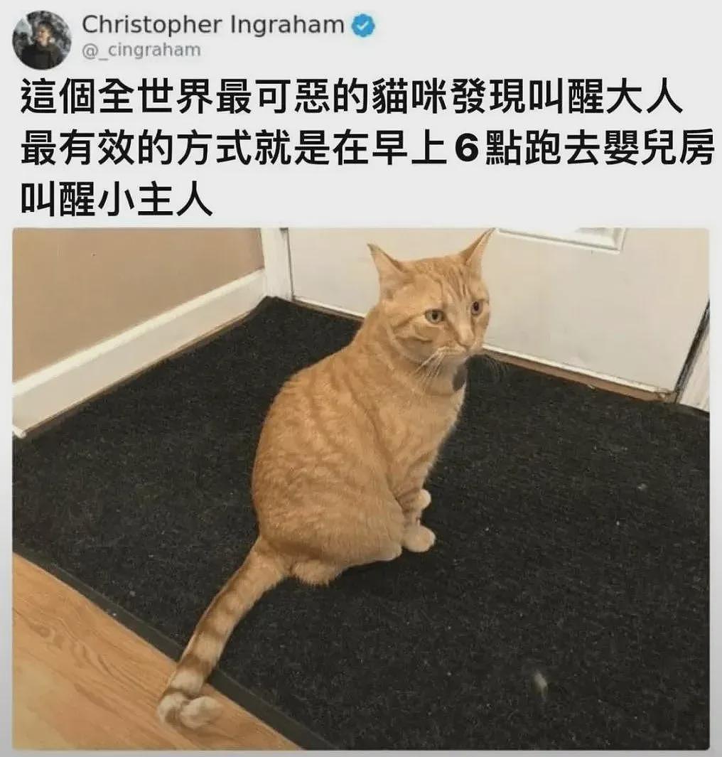 【宠物】男子第一次拜访女友家，给猫也带了礼物，全网点赞，猫：我同意这门亲事（组图） - 23