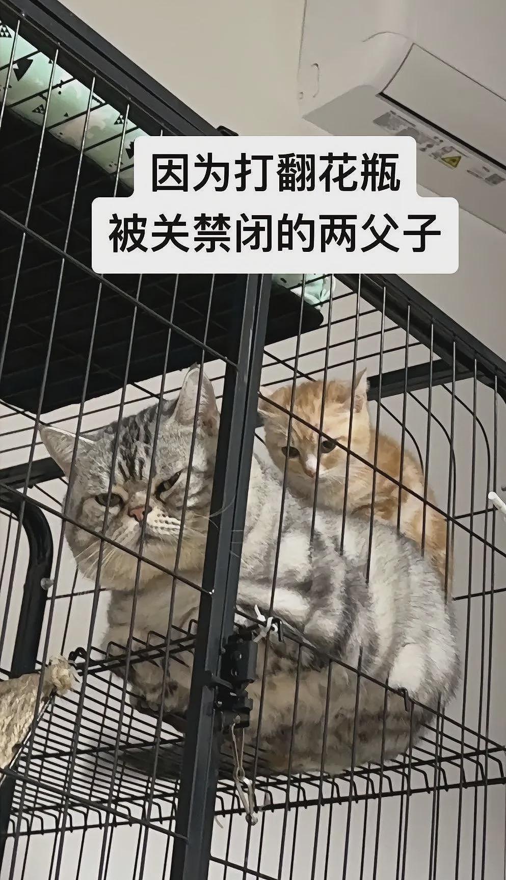 【宠物】男子第一次拜访女友家，给猫也带了礼物，全网点赞，猫：我同意这门亲事（组图） - 21