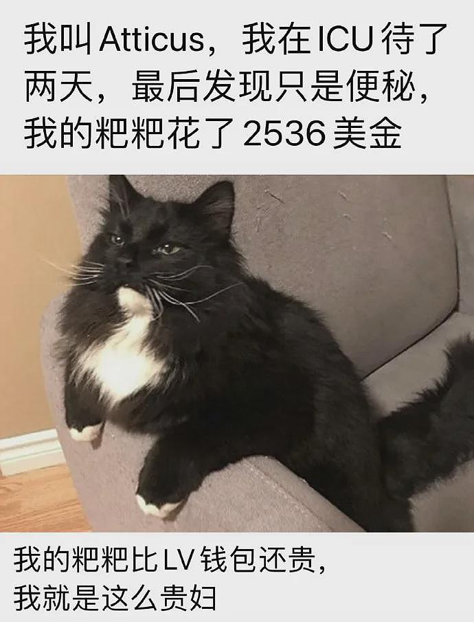 【宠物】男子第一次拜访女友家，给猫也带了礼物，全网点赞，猫：我同意这门亲事（组图） - 22