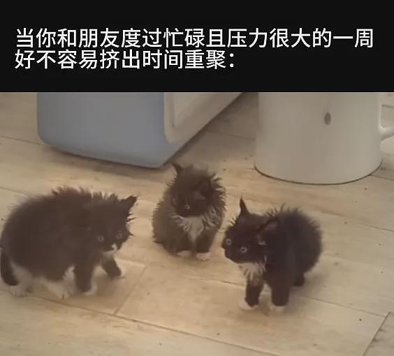 【宠物】男子第一次拜访女友家，给猫也带了礼物，全网点赞，猫：我同意这门亲事（组图） - 9