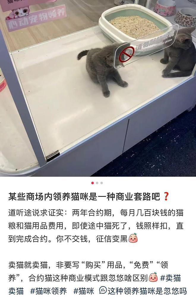 上海女子在商场免费领养小猫背＂猫贷＂ 要花近2万元，卖家称很划算，网友吵翻（组图） - 2