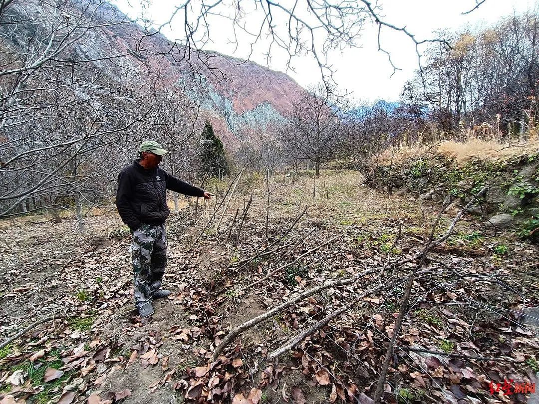 揭秘四川丹巴“野猪猎捕队”：无人机、猎犬齐上阵，海拔3000米高原队员持矛攀崖猎杀！（组图） - 7