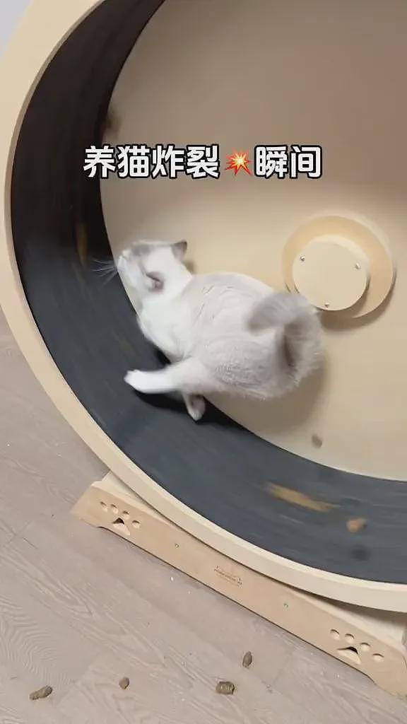 【宠物】猫咪跑步时“屁眼松”，边跑边拉屎都滚圆了...网友：好像双色球开奖现场（组图） - 2