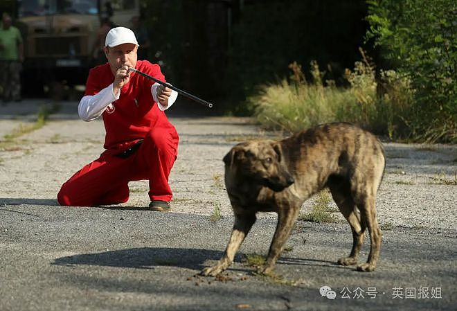 切尔诺贝利惊现核辐射“变异”狗群！40年核污染中进化20代，对污染已免疫（组图） - 16