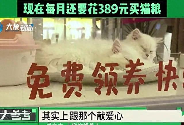 河南一女子免费领养猫咪深陷“猫贷”纠纷，网友破防：我也背负3年“猫贷”（组图） - 1